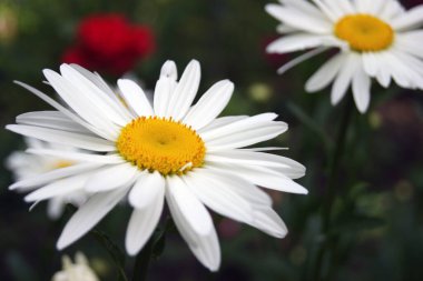 Papatya çiçeği, papatya çiçeğinin bulanık arka planında çiçek açıyor. Bahçe çiçekleri.