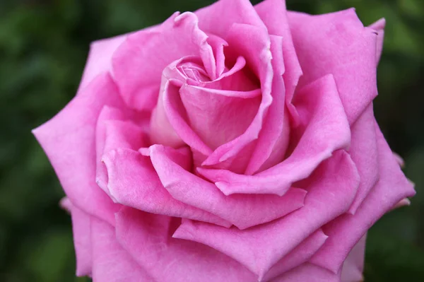 Hermosa Rosa Jardín Fondo Borroso Hojas — Foto de Stock