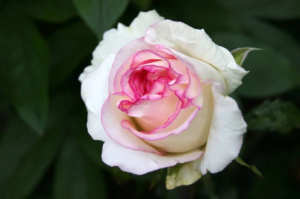 Hermosa Rosa Blanco Rosa Jardín Fondo Borroso Hojas — Foto de Stock
