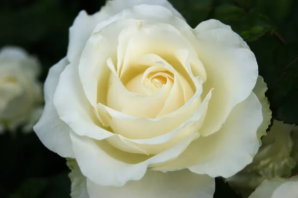 Hermosa Rosa Blanca Jardín Fondo Borroso Hojas — Foto de Stock