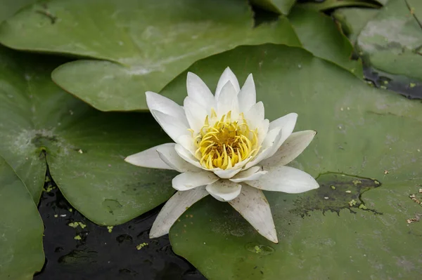 Piękny Biało Żółty Kwiat Lilii Wodnej Lub Lotosu Miękkie Niewyraźne — Zdjęcie stockowe