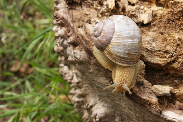 Ordinary Shell Garden Snail Crawling Stump Summer Day Garden Nature — Stock Photo, Image