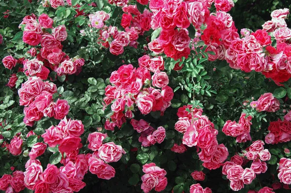 Hermosas Rosas Rosadas Frescas Arbusto Naturaleza Fondo Natural Gran Inflorescencia — Foto de Stock