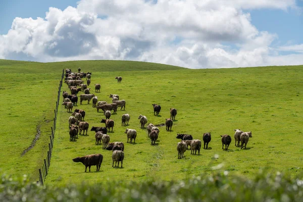 Pecuária Pastando Grama Austrália — Fotografia de Stock