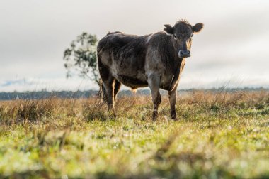 Avustralya 'da otlayan sığırlar. 