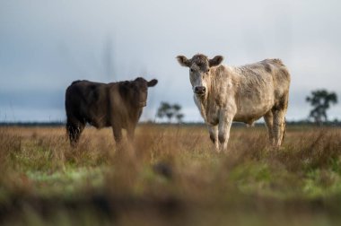 Avustralya 'da otlayan sığırlar. 