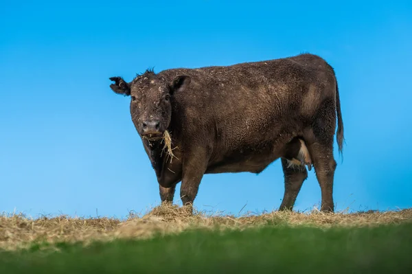 Skot Pasoucí Trávě Austrálii — Stock fotografie