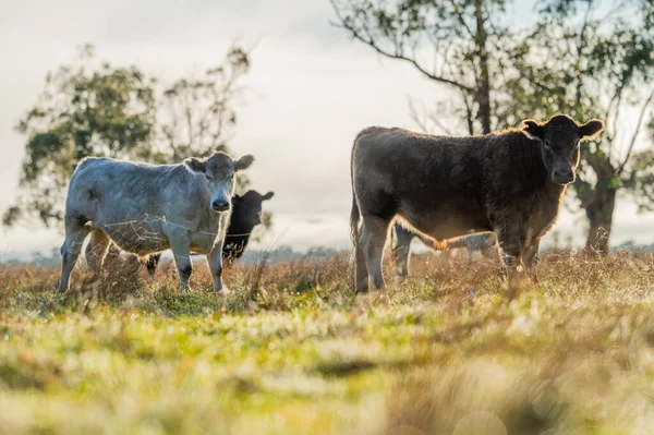 Ganado Pastando Hierba Australia —  Fotos de Stock