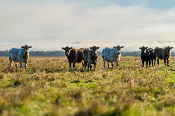 Rinder Weiden Auf Gras Australien lizenzfreie Stockbilder