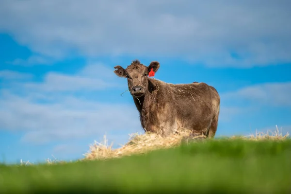 澳大利亚西南部维多利亚 种马的牛 牛和小牛在草地上吃草 吃干草和青贮 品种包括斑点公园 杂草丛生的灰色 Angus Brangus和Wagyu — 图库照片