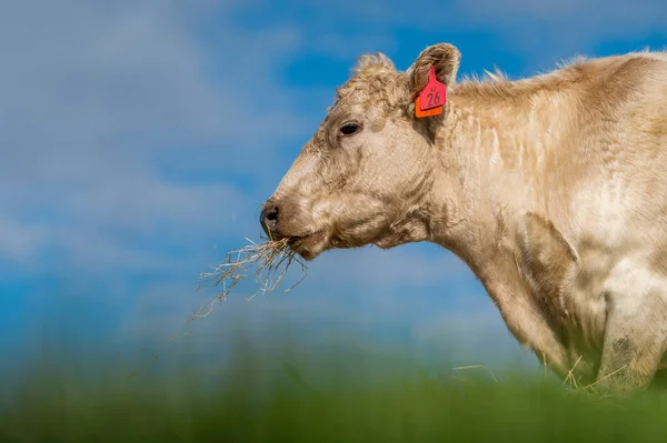 Byki Wołowe Krowy Cielęta Pasące Się Trawie Południowo Zachodniej Wiktorii — Zdjęcie stockowe