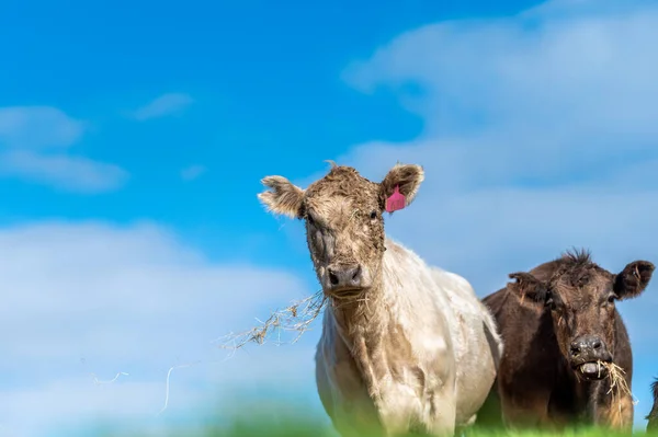 Stud Bois Vacas Bezerros Pastando Grama Sudoeste Victoria Austrália Comer — Fotografia de Stock