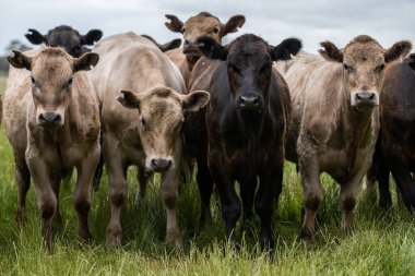 Güneybatı Victoria, Avustralya 'da otlayan damızlık sığır, inek ve buzağılar. saman ve tohum yiyorlar. Türleri arasında benekli park, Murray Grey, Angus, Brangus ve Wagyu bulunur..