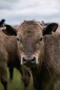 Güneybatı Victoria, Avustralya 'da otlayan damızlık sığır, inek ve buzağılar. saman ve tohum yiyorlar. Türleri arasında benekli park, Murray Grey, Angus, Brangus ve Wagyu bulunur..