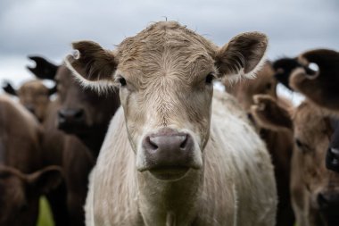 Güneybatı Victoria, Avustralya 'da otlayan damızlık sığır, inek ve buzağılar. saman ve tohum yiyorlar. Türleri arasında benekli park, Murray Grey, Angus, Brangus ve Wagyu bulunur..