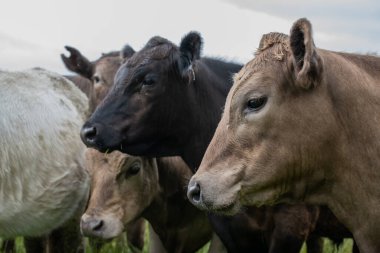 Güneybatı Victoria, Avustralya 'da otlayan damızlık sığır, inek ve buzağılar. saman ve tohum yiyorlar. Türleri arasında benekli park, Murray Grey, Angus, Brangus ve Wagyu bulunur..
