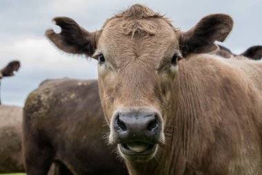 Güneybatı Victoria, Avustralya 'da otlayan damızlık sığır, inek ve buzağılar. saman ve tohum yiyorlar. Türleri arasında benekli park, Murray Grey, Angus, Brangus ve Wagyu bulunur..