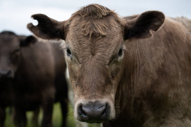 Güneybatı Victoria, Avustralya 'da otlayan damızlık sığır, inek ve buzağılar. saman ve tohum yiyorlar. Türleri arasında benekli park, Murray Grey, Angus, Brangus ve Wagyu bulunur..