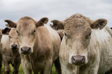 Güneybatı Victoria, Avustralya 'da otlayan damızlık sığır, inek ve buzağılar. saman ve tohum yiyorlar. Türleri arasında benekli park, Murray Grey, Angus, Brangus ve Wagyu bulunur..