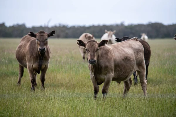 Stud Taureaux Vaches Veaux Boucherie Broutant Herbe Dans Sud Ouest — Photo