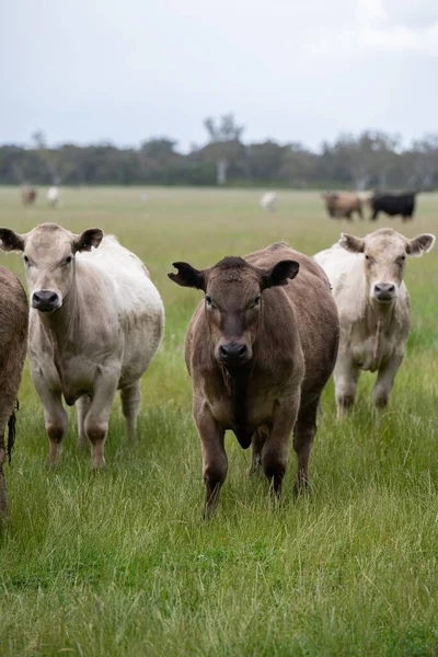 Stud Bois Vacas Bezerros Pastando Grama Sudoeste Victoria Austrália Comer — Fotografia de Stock