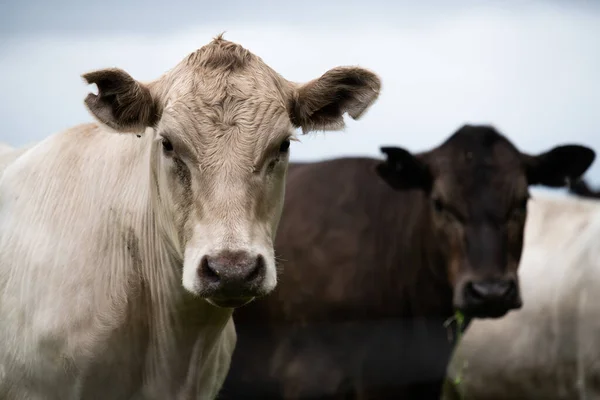 Toros Stud Beef Vacas Terneros Pastando Hierba Suroeste Victoria Australia — Foto de Stock