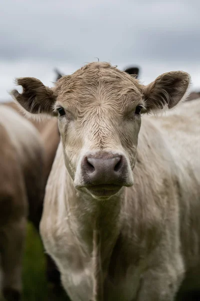 Stieren Koeien Kalveren Die Grazen Gras Het Zuidwesten Van Victoria — Stockfoto