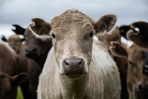 Stieren Koeien Kalveren Die Grazen Gras Het Zuidwesten Van Victoria — Stockfoto