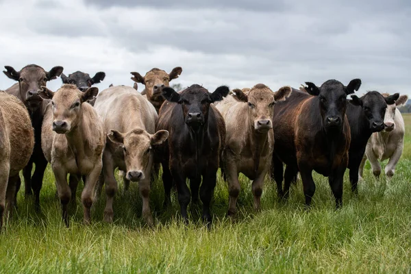 Zuchtbullen Kühe Und Kälber Weiden Auf Gras Südwesten Von Victoria Stockfoto