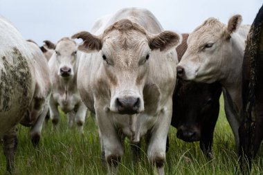 Güneybatı Victoria, Avustralya 'da otlayan damızlık sığır, inek ve buzağılar. saman ve tohum yiyorlar. Türleri arasında benekli park, Murray Grey, Angus, Brangus ve Wagyu bulunur..