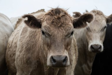 Güneybatı Victoria, Avustralya 'da otlayan damızlık sığır, inek ve buzağılar. saman ve tohum yiyorlar. Türleri arasında benekli park, Murray Grey, Angus, Brangus ve Wagyu bulunur..