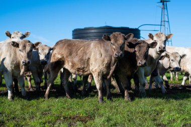 Güneybatı Victoria, Avustralya 'da otlayan damızlık sığır, inek ve buzağılar. saman ve tohum yiyorlar. Türleri arasında benekli park, Murray Grey, Angus, Brangus ve Wagyu bulunur..