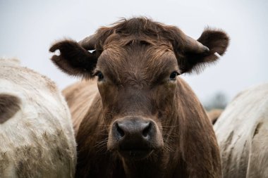 Güneybatı Victoria, Avustralya 'da otlayan damızlık sığır, inek ve buzağılar. saman ve tohum yiyorlar. Türleri arasında benekli park, Murray Grey, Angus, Brangus ve Wagyu bulunur..