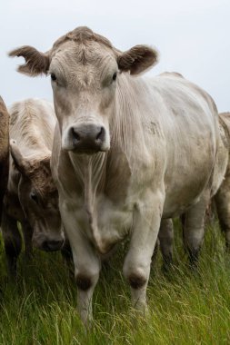 Güneybatı Victoria, Avustralya 'da otlayan damızlık sığır, inek ve buzağılar. saman ve tohum yiyorlar. Türleri arasında benekli park, Murray Grey, Angus, Brangus ve Wagyu bulunur..