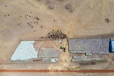 Güneybatı Victoria, Avustralya 'da otlayan damızlık sığır, inek ve buzağılar. saman ve tohum yiyorlar. Türleri arasında benekli park, Murray Grey, Angus, Brangus ve Wagyu bulunur..