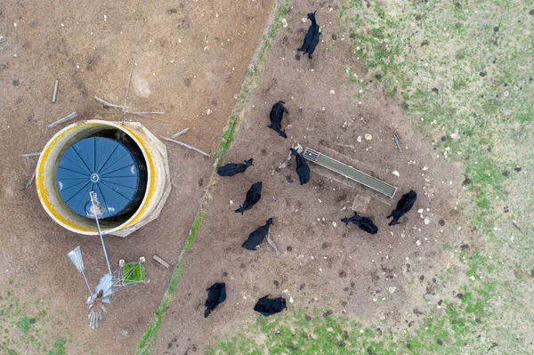 Zuchtbullen Kühe Und Kälber Weiden Auf Gras Südwesten Von Victoria — Stockfoto