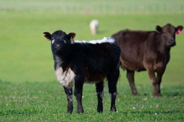 Stud Beef Bulls Cows Calfs Grazing Grass South West Victoria — Stock Photo, Image