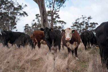İngiltere 'de bir çiftlikte sığır eti. Baharda çayırda otlayan İngiliz sığırları. Sürdürülebilir bir tarım çiftliğinin otlağında büyüyen yeşil çimenler