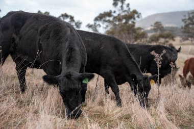 İngiltere 'de bir çiftlikte sığır eti. Baharda çayırda otlayan İngiliz sığırları. Sürdürülebilir bir tarım çiftliğinin otlağında büyüyen yeşil çimenler