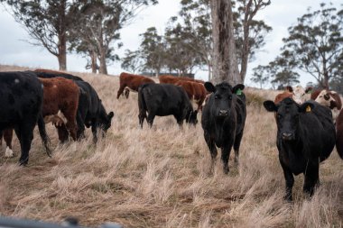 İngiltere 'de bir çiftlikte sığır eti. Baharda çayırda otlayan İngiliz sığırları. Sürdürülebilir bir tarım çiftliğinin otlağında büyüyen yeşil çimenler