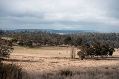 İngiltere 'de bir çiftlikte sığır eti. Baharda çayırda otlayan İngiliz sığırları. Sürdürülebilir bir tarım çiftliğinin otlağında büyüyen yeşil çimenler