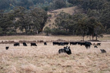 İngiltere 'de bir çiftlikte sığır eti. Baharda çayırda otlayan İngiliz sığırları. Sürdürülebilir bir tarım çiftliğinin otlağında büyüyen yeşil çimenler