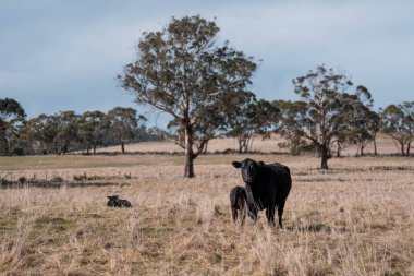 Avustralya 'daki bir tarlada otlayan sürdürülebilir sığır eti boğaları, inekler ve buzağılar. Sürü cinsleri arasında benek parkı, Murray Grey, Angus, Brangus ve Wagyu bahar ve yaz aylarında uzun otlaklarda bulunur.