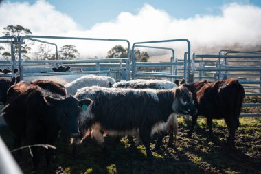 Angus yuvarlak bir yalaktan su içen ineği sakinleştirir. Avustralya 'da sığır çiftliğindeki bir tarlada çiftlik hayvanları için su yalağı. 