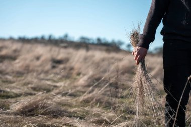 regenerative organic farmer, taking soil samples and looking at plant growth in a farm. practicing sustainable agriculture.	