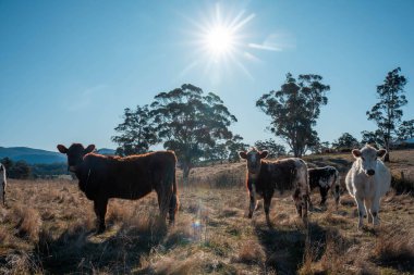 organik, yenilenebilir, sürdürülebilir tarım çiftliği damızlık wagyu sığır eti inekleri üretiyor. Çayırda otlayan sığırlar. Çiftlikteki bir tarlada inek