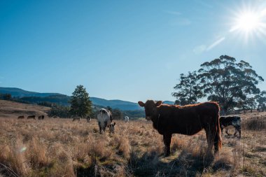 organik, yenilenebilir, sürdürülebilir tarım çiftliği damızlık wagyu sığır eti inekleri üretiyor. Çayırda otlayan sığırlar. Çiftlikteki bir tarlada inek