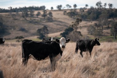 organik, yenilenebilir, sürdürülebilir tarım çiftliği damızlık wagyu sığır eti inekleri üretiyor. Çayırda otlayan sığırlar. Çiftlikteki bir tarlada inek