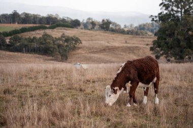 organik, yenilenebilir, sürdürülebilir tarım çiftliği damızlık wagyu sığır eti inekleri üretiyor. Çayırda otlayan sığırlar. Çiftlikteki bir tarlada inek