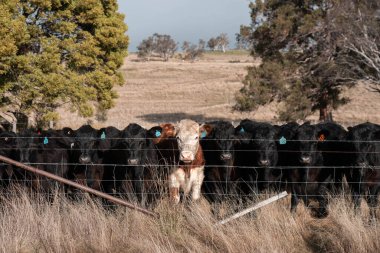 İngiltere 'de bir çiftlikte sığır eti. Baharda çayırda otlayan İngiliz sığırları. Sürdürülebilir bir tarım çiftliğinin otlağında büyüyen yeşil çimenler